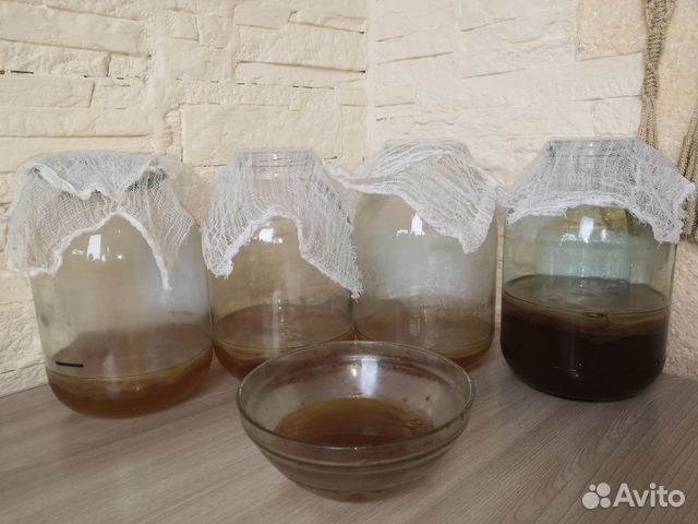 Чайный гриб