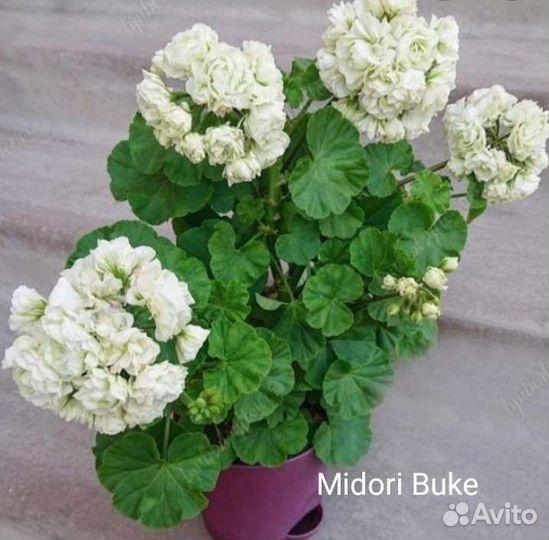 Пеларгония герань срезы