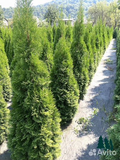 Туя смарагд. Доставка. Свои поля