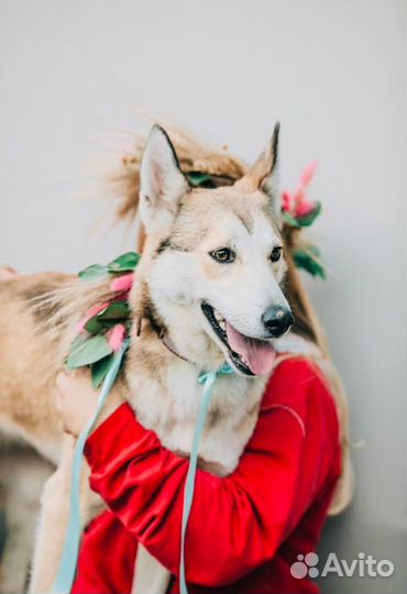 Собака год умная помесь лайка