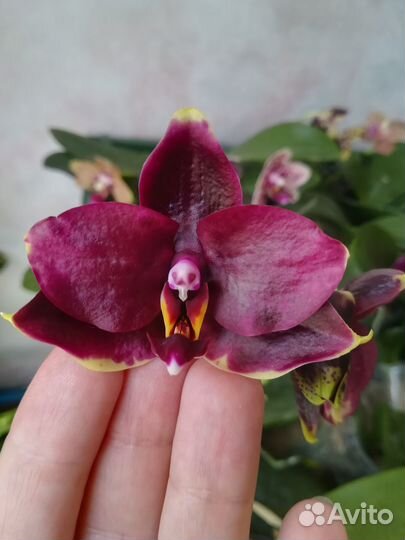 Орхидея P. Samera x Haur Jhih Princess цветет