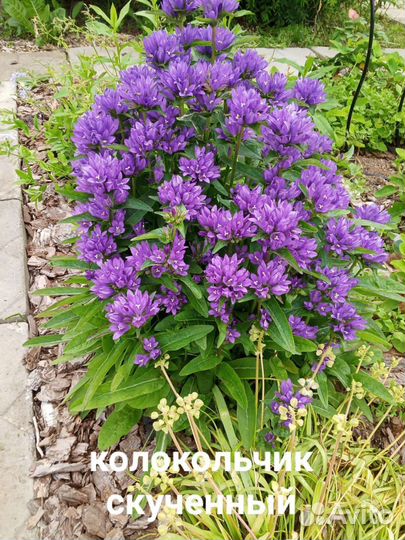 Многолетники сине-голубые