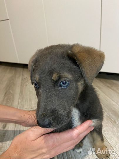 Щенки питбуля