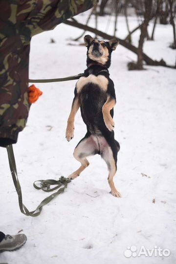 Красавица Мэй замерзает в приюте