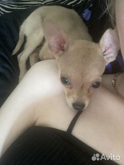 Мини той-терьер