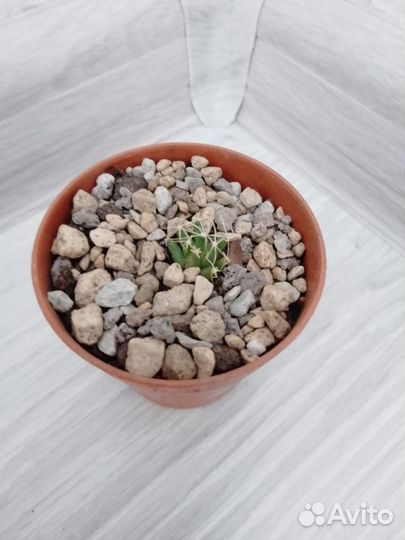 Кактусы маммиллярия