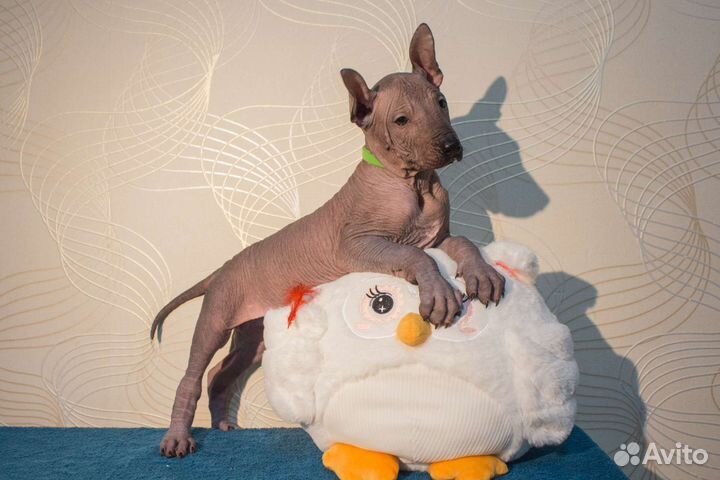 Ксолоитцкуинтли стандарт