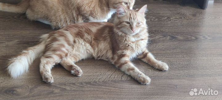 Кошка рыжая