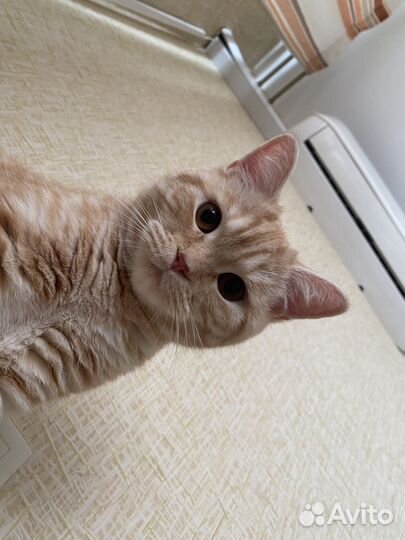 Сухой корм для кошек Hills