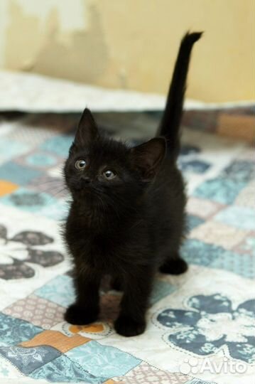 Черные котята в добрые руки