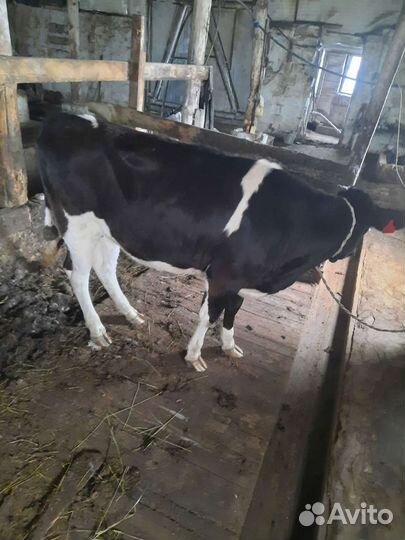 Айширская телка