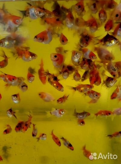 Аквариумные рыбки собственного разведения