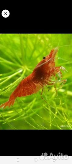 Аквариумные креветки