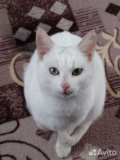Кошечка в добрые руки