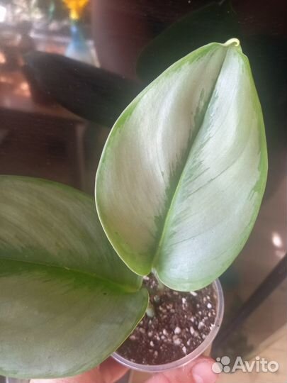 Гвоздика ампельная комнатная растения