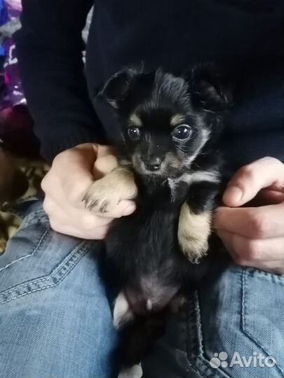 Щенки чихуахуа мини