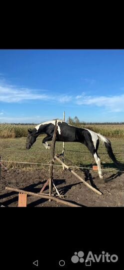 Ахалтекинский жеребчик
