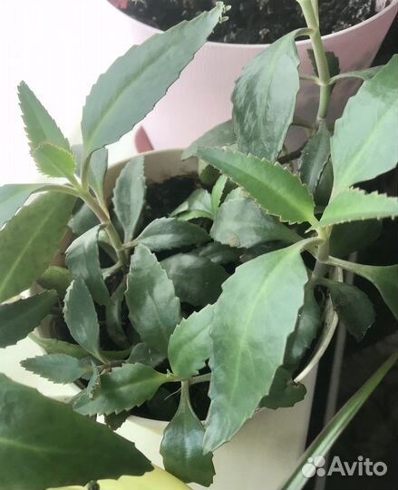 Каланхоэ лечебное