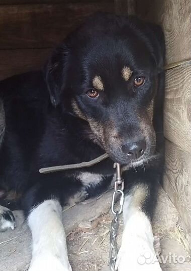 Собака в добрые руки отдам бесплатно щенки