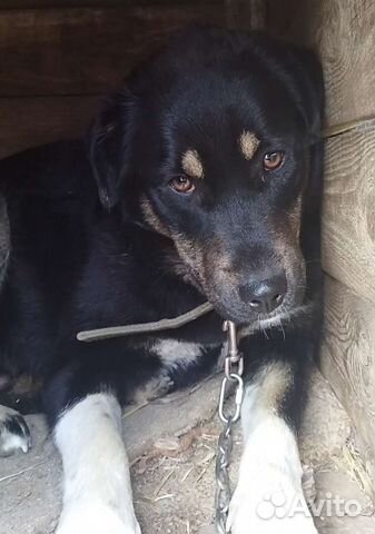 Собака в добрые руки отдам бесплатно щенки