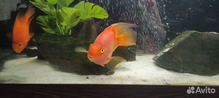 Красные попугаи, номерные сомы