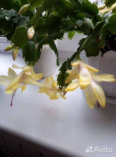 Декабрист шлюмбергера