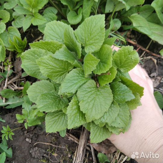 Колокольчик