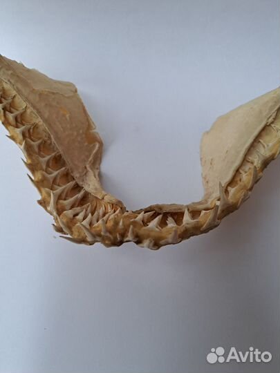 Челюсть акулы