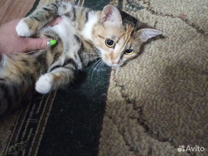 Домашние животные бесплатно