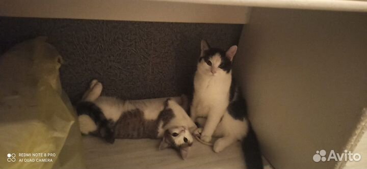 Кошки в добрые руки
