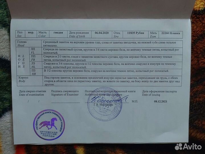 Жеребец орловский рысак