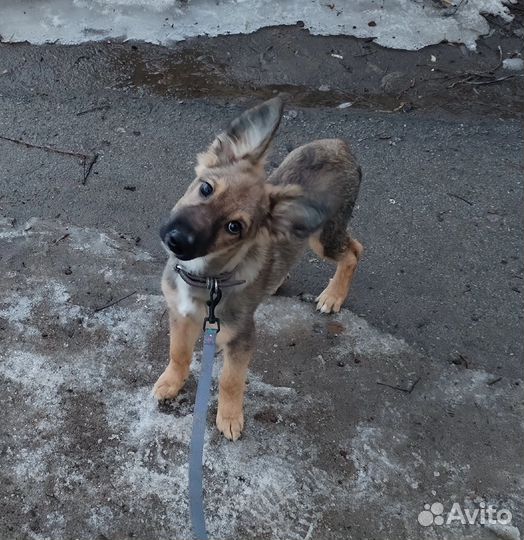 Щенок подросток