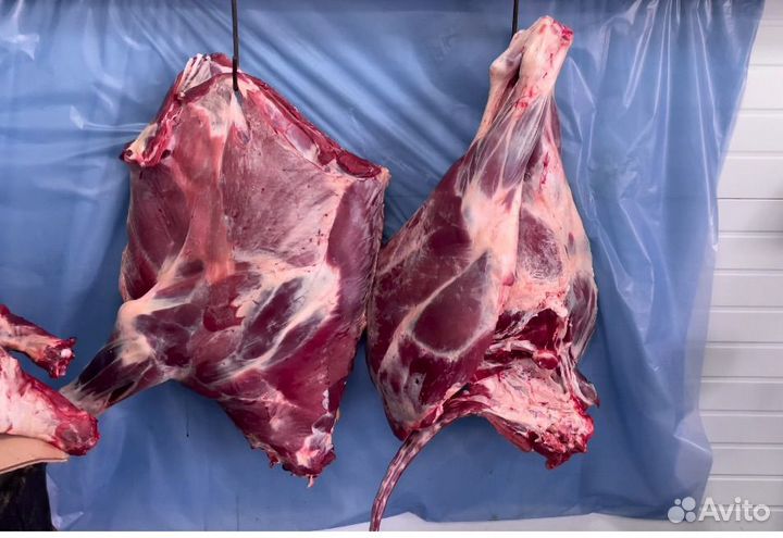 Туши-полутуши молодых бычков