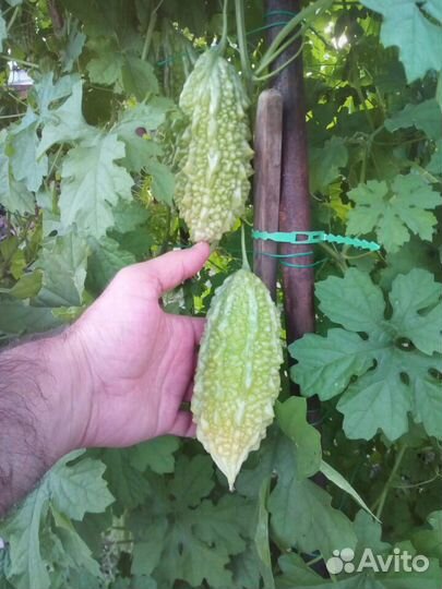 Семена момордики