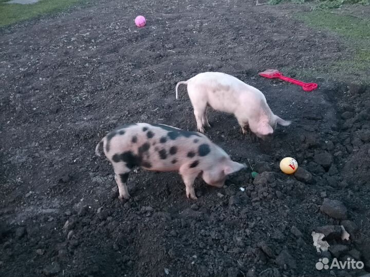 Поросята ландрас