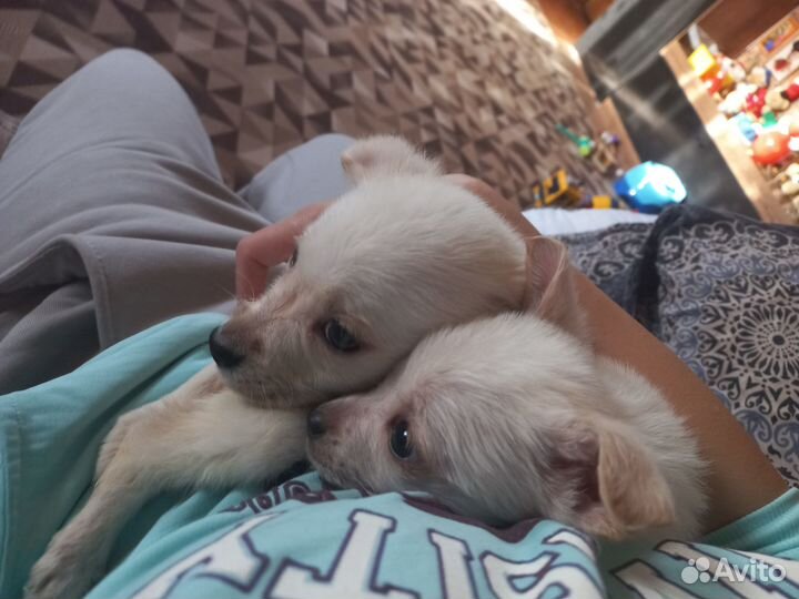 Отдаём щенков