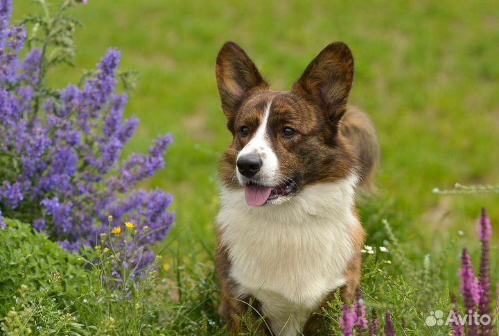 Кобель для вязки вельш-корги кардиган