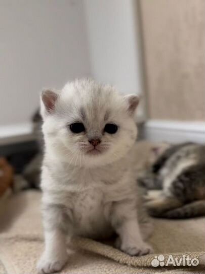 Котята