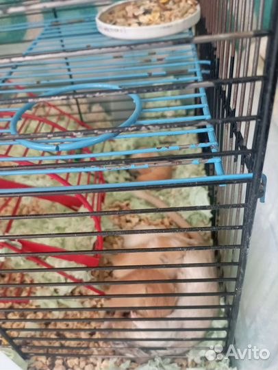 Монгольская песчанка