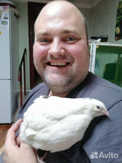 Перепела любого возраста, инкубация