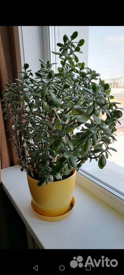 Толстянка - денежное дерево