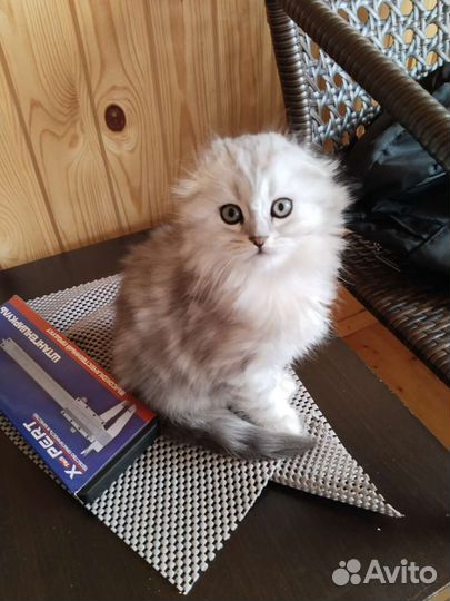 Шотландские вислоухие котята