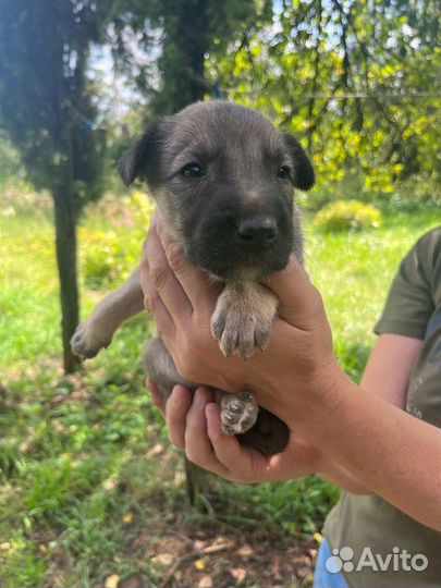 Щенки в добрые руки