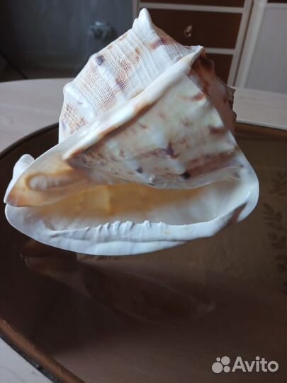 Бронь Большая морская раковина