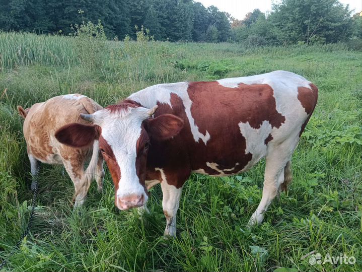 Телочка 12 месяцев