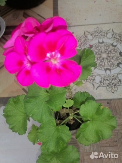 Пеларгония герань