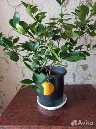 Мандарин Лимон Апельсин