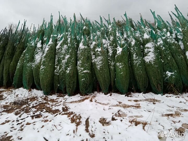 Ель новогодняя