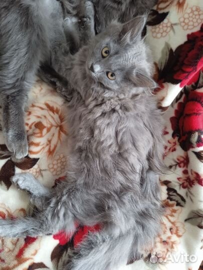 Кошечка 3 месяца