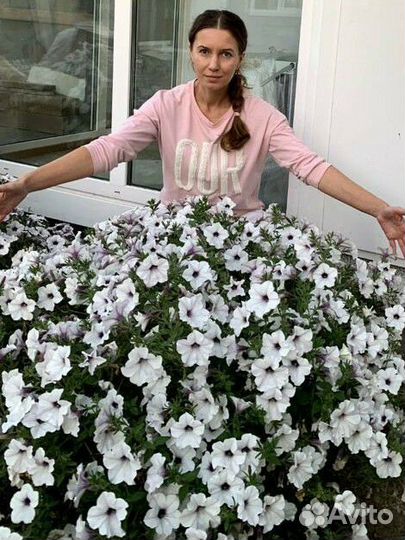 Рассада петунии Тайдал, Опера,Шок Вэйв, Пендолино